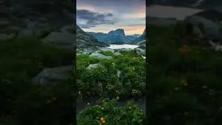Дикая природа