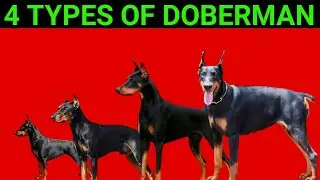 4 Types Of Doberman | Types Of Doberman Pinscher | 4 Types Of Doberman Pinscher | Dogs Junction.