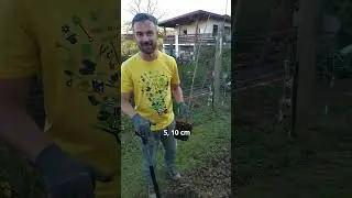 Kanadska sladka višnja Carmine Jewel