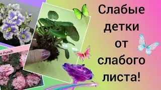 Фиалки! Рассаживаю слабые детки и сразу ставлю укореняться на фитильный полив!