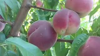 Персик Кевина /peach Kevina/ Урожай 2021. Сладкий, беломясый сорт! Отзыв и видео от Макси Сад