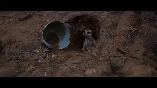 Weta's Meerkat Stormy Re-Light in Unreal Engine 5.1 (UE5-Main)