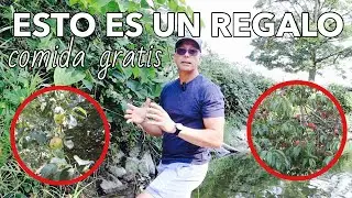 Comida Gratis. Esto Está Espectacular
