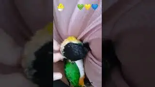 Love is the universal language