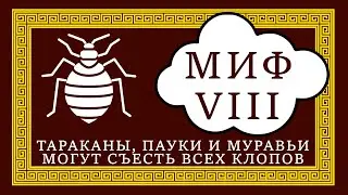 12 мифов о клопах. Миф №8 Тараканы, пауки и муравьи могут съесть всех клопов