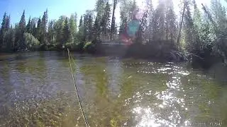 Белая кедва хариус