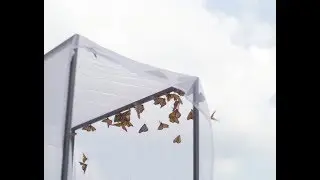 A Butterfly to Remember