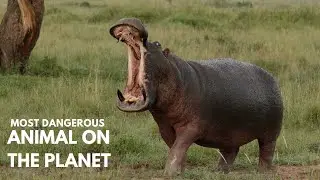 Why Hippos are the Most Dangerous Animals on the Planet