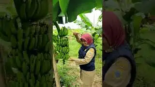 Pisang Cavendis G-9 Mulai Berbuah