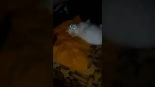 Мой верный охранник.