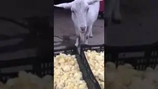 AMAZING Goat eating alive baby chicken