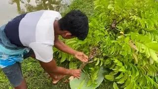 VILLAGE LIFE FISH FOOD COLLECTION