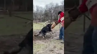 Немецкая овчарка на разогреве. Дрессировка собак 