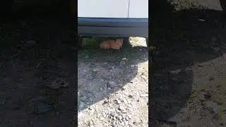 ✔А Персику🐈 всё пофиг🐱! #shorts✔