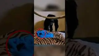 মা শিম্পাঞ্জি ভেবেছিলো তার সন্তান আর নেই 🥹💕