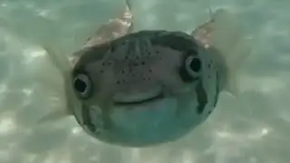 What if, there is always a PufferFish waiting for you underwater?