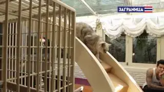 Заграничные сюжеты. Кошачье кафе в Бангкоке.