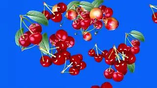 falling cherry green screen /green screen cherry fruit