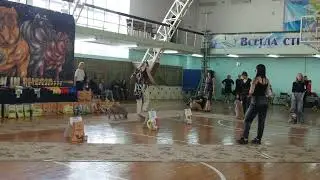 Булли покет, суки, 1-2 года, АВКС шоу Новосибирск 24.09.2022, ч8