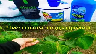 Листовая подкормка растений / Чем я подкармливаю сад ???