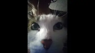 Face reveal (real this time)