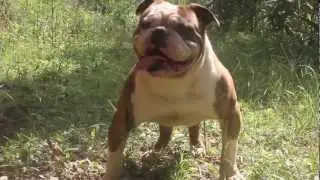 O American Bulldog tipo 