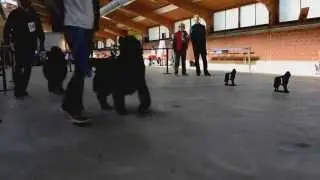 Neufundländer Ausstellung in Alsfeld Champion Klasse Hündinnen 2015