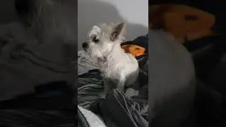 Zuma feeling cute
