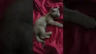 котёнок Стëпа