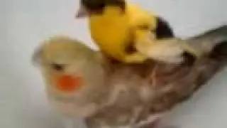 My Canary & Cockatiel Having A Bath