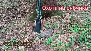 Охота на рябчика. 2 октября 2023 года.