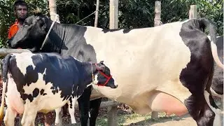 জীবনের সেরা কালেকশন।১৬-২৫ লিটারের দুধের গাভী । কিনা সস্তায় বিক্রি ও সস্তায়