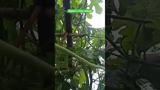 Sneaky snakey,,😲