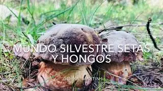Pinicolas a últimos de junio 2018 III
