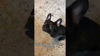 When Your Dog Has NO Idea What You’re Saying 😂🐶