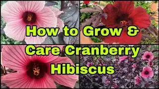 Cranberry Hibiscus Plant Grow and Care