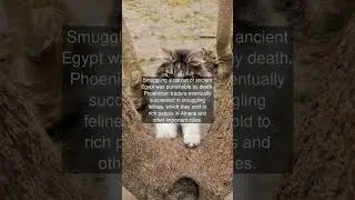 Smuggling a cat out of ancient Egypt was punishable by death. Phoenician traders...