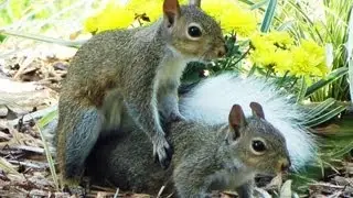 White Tail Drunk Squirrel Play Mating FYV