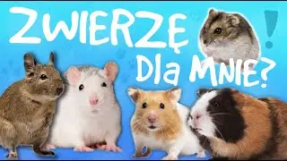 Który gatunek GRYZONIA wybrać? 🐹