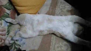 Кот спит.(cat)