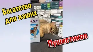Таблетки от клещей для собак. Как можно заказать?