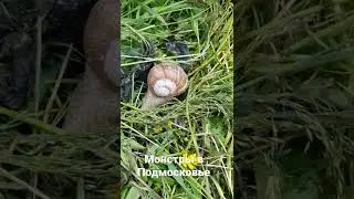 Монстры в Подмосковье