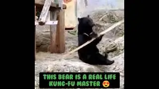 FORGET KUNG-FU PANDA, WATCH THIS REAL LIFE KUNG-FU ' BEAR ' 😍😍😍😍