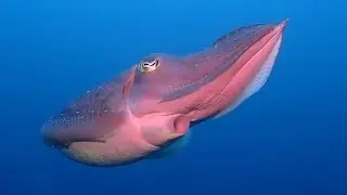 Amazing DEEP SEA Cuttlefish | Swimming with Broadclub Cuttlefish