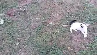 смішні коти 1