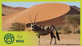 Hoanib – The Secrets of the Desert Elephants | Go Wild