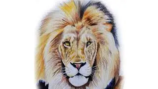 How to draw a lion [timelapse video]