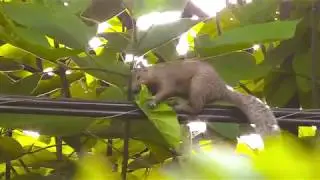 Adorable Squirrel Fixing Nest 😄 + ♫