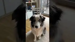 NOBODY SEEMS TO CARE!!?? #funnydog #dogmom #doghumor #aussie