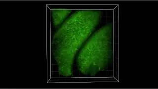 3D SCAPE Imaging of Mouse Olfactory Epithelium